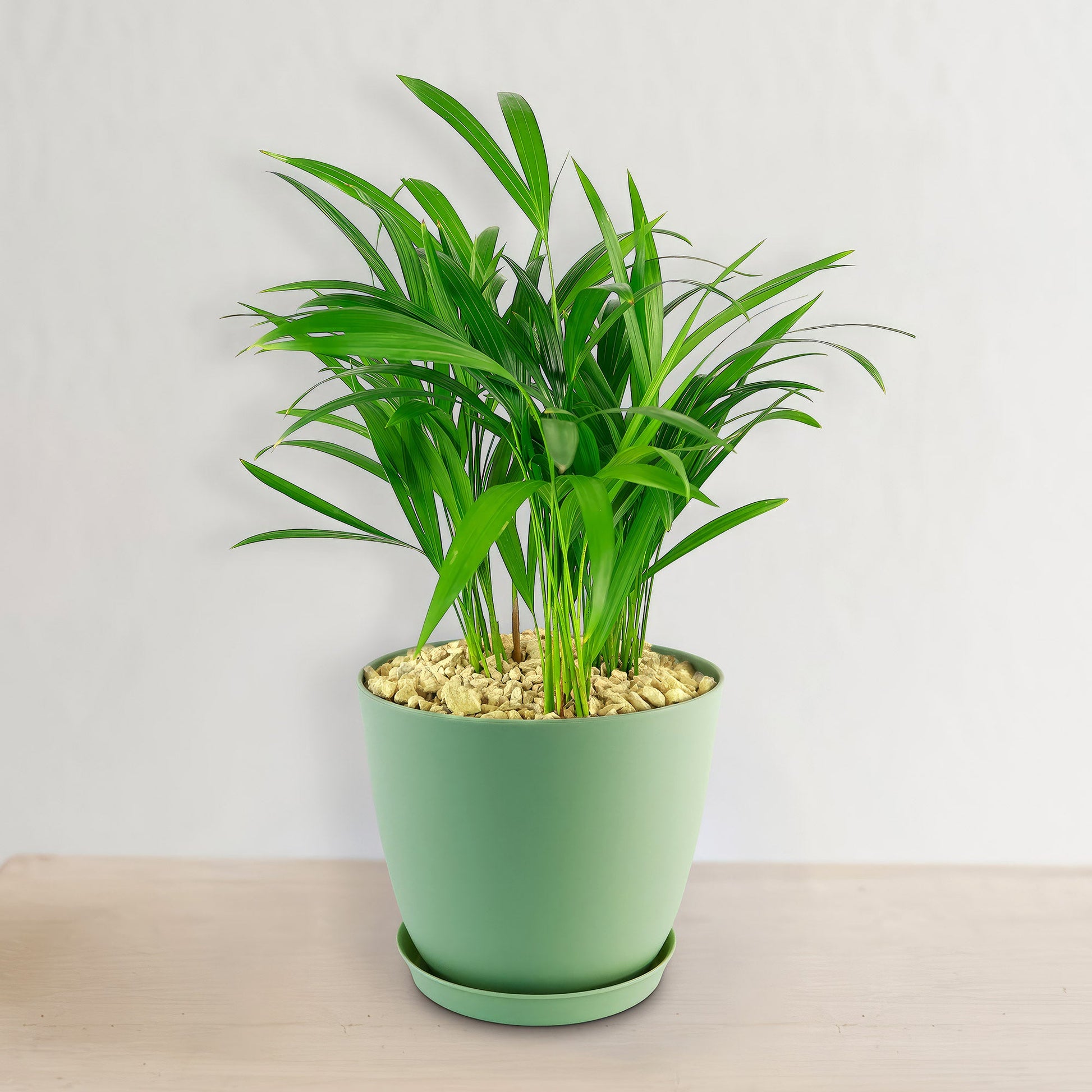 The Areca Palm ‘Dypsis lutescens’ is a vibrant green indoor plant in a pot, ideal for low-maintenance air purification.