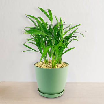 The Areca Palm ‘Dypsis lutescens’ is a vibrant green indoor plant in a pot, ideal for low-maintenance air purification.