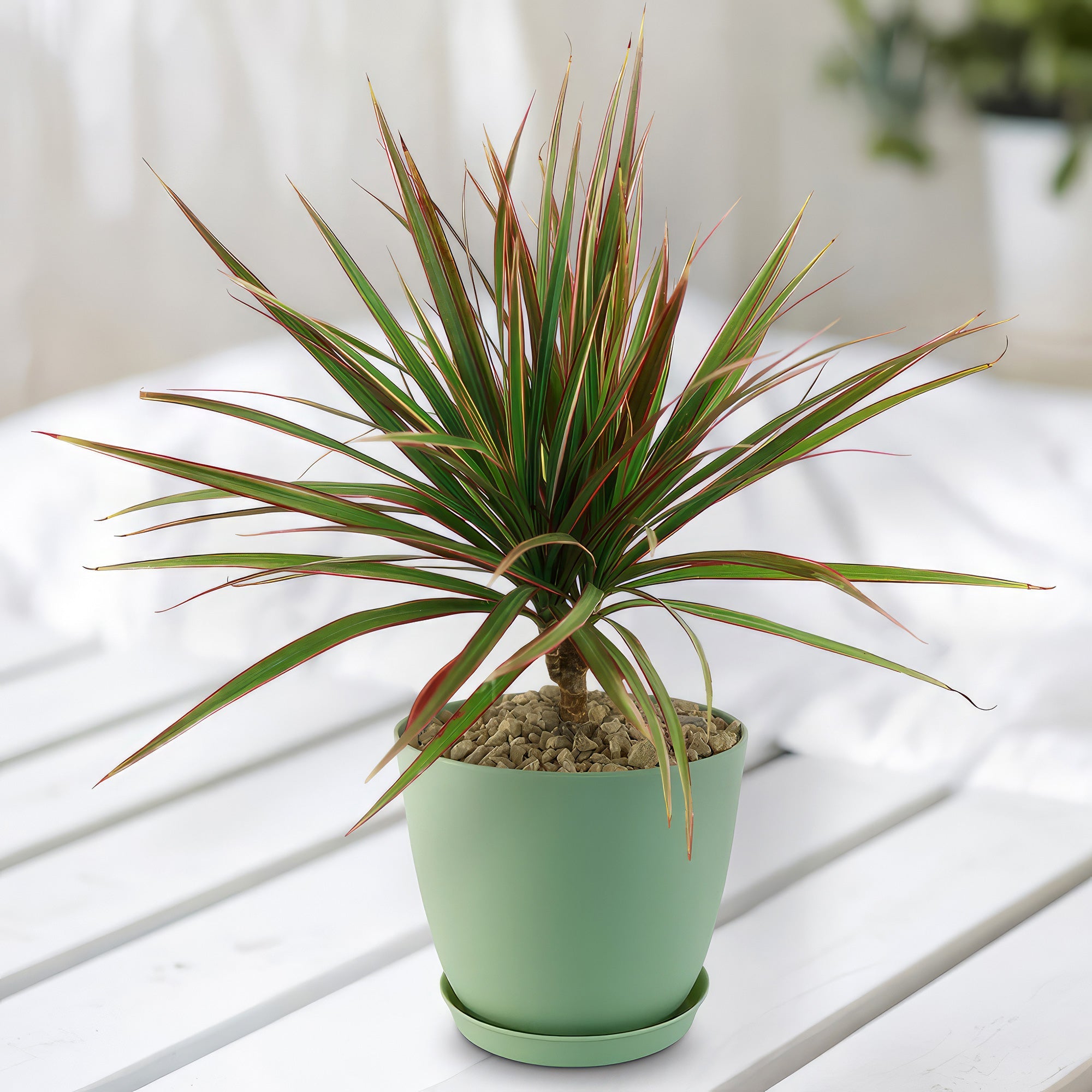The Bicolor Dragon Tree, Dracaena marginata ‘Bicolor’, displays green leaves with red edges on a white wooden surface, ideal for indoors.
