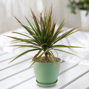 The Bicolor Dragon Tree, Dracaena marginata ‘Bicolor’, displays green leaves with red edges on a white wooden surface, ideal for indoors.