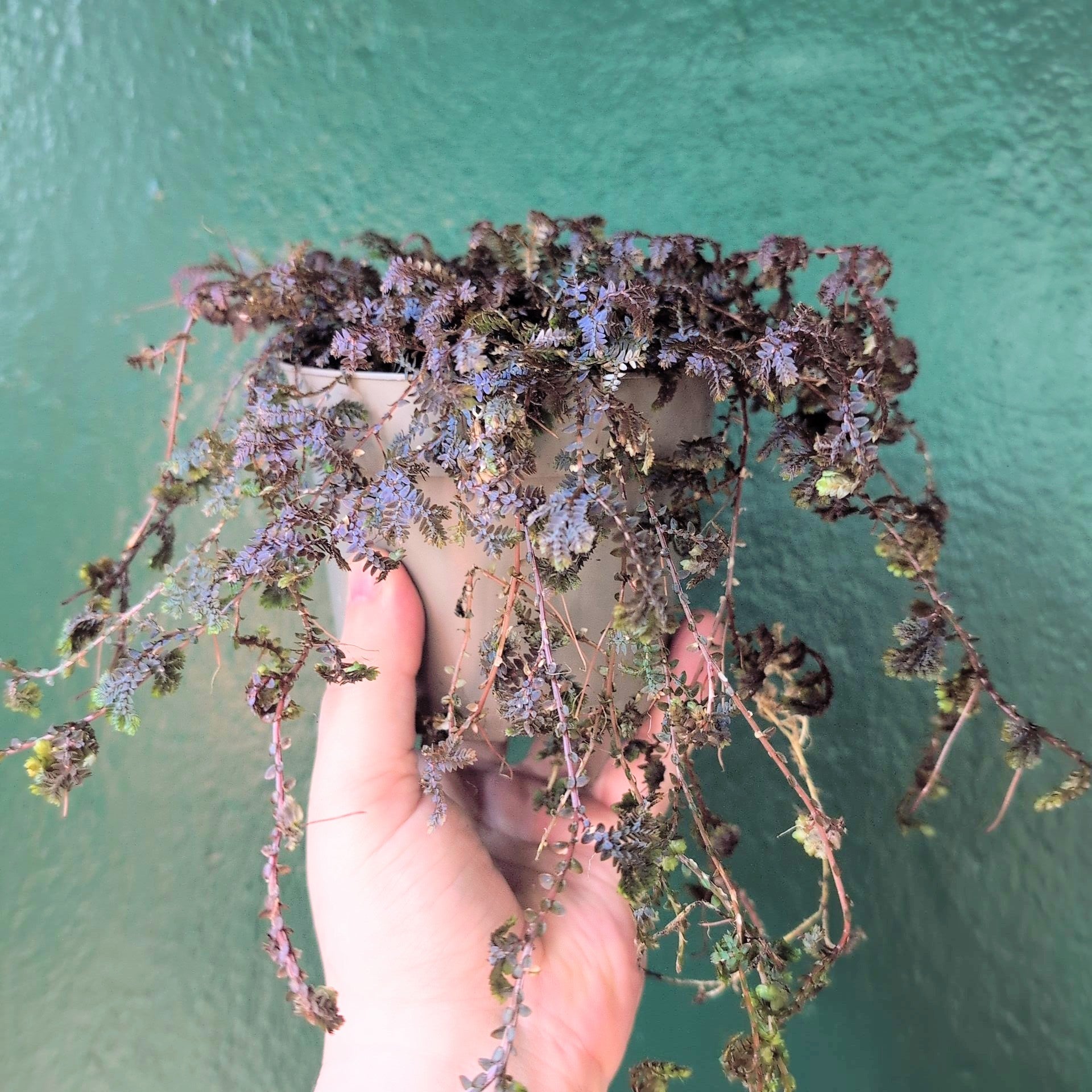 Selaginella uncinata 'Patina' (Peacock Spikemoss)