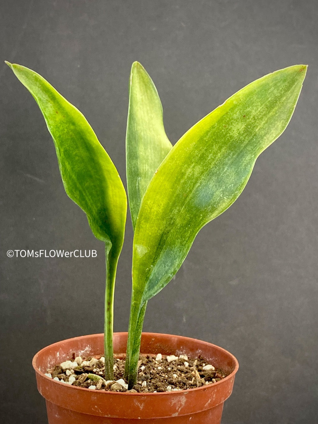 Sansevieria Concinna Aurea Variegata, organically grown succulent plants for sale at TOMsFLOWer CLUB.