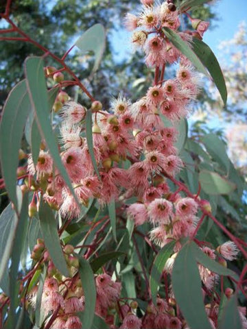 Eucalyptus torquata Coral Gum (20cm)