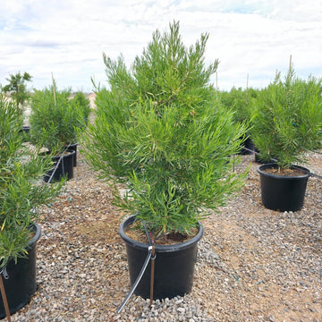 25 gallon Green Hopseed Bush (Dodonaea viscosa) in Phoenix, AZ nursery