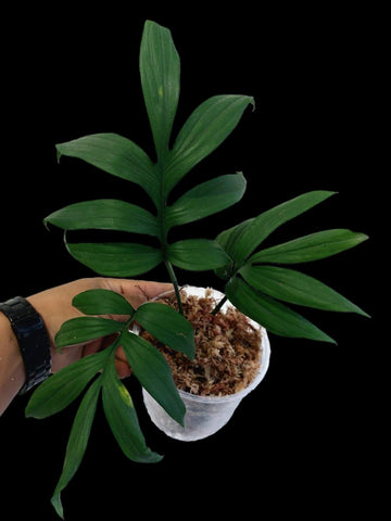 Monstera Subpinnata
