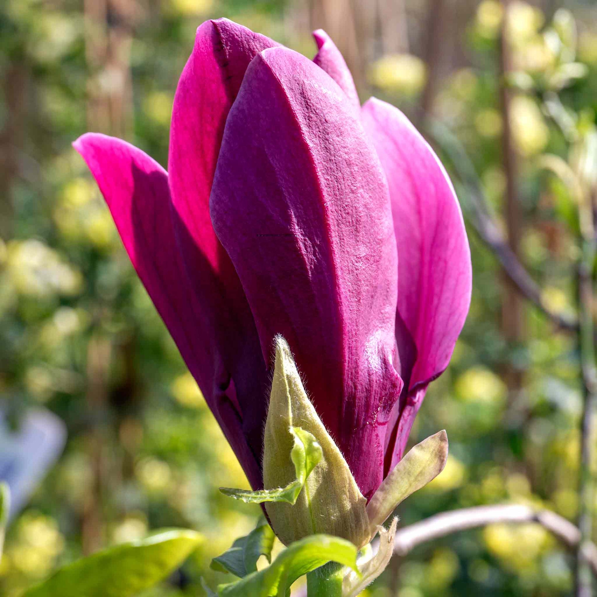 Magnolia liliflora Plant 'Nigra'