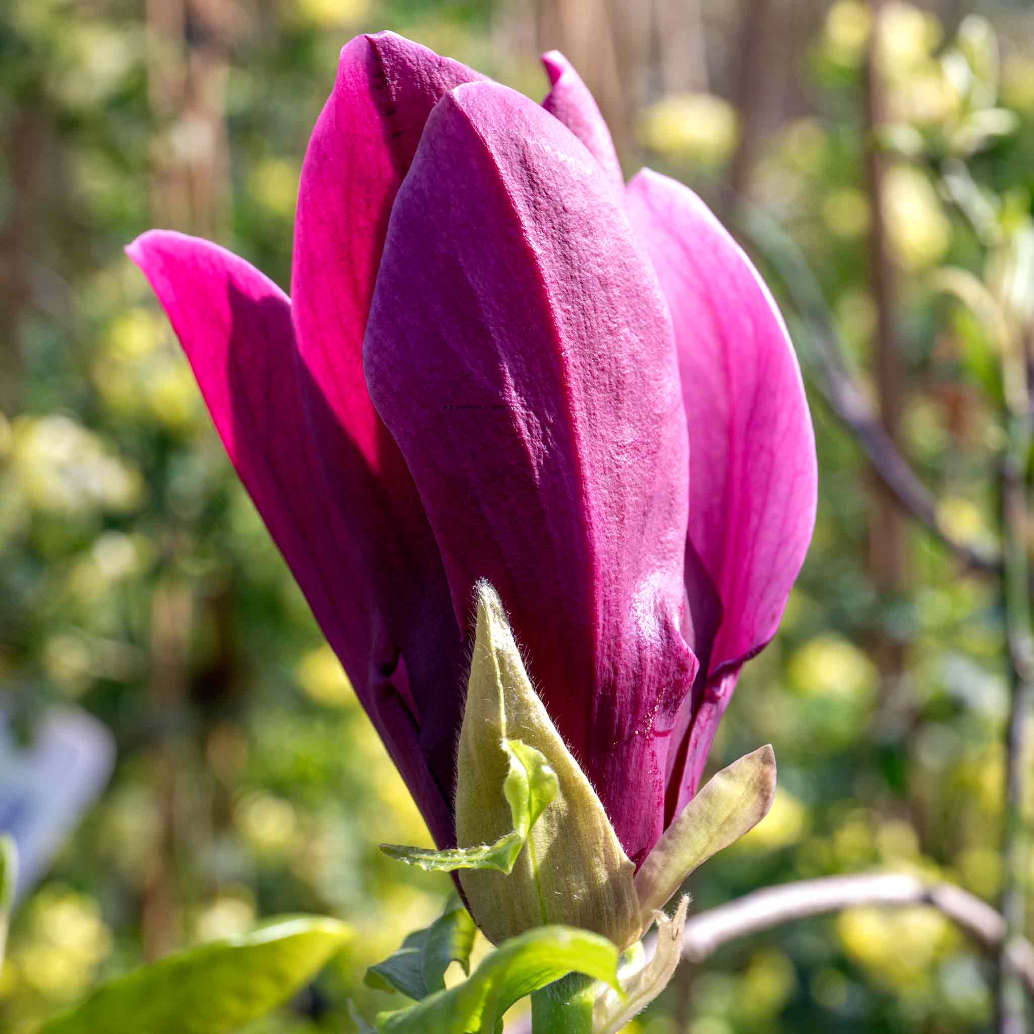 Magnolia liliflora Plant 'Nigra'
