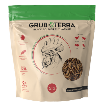 GrubTerra Black Soldier Fly Larvae