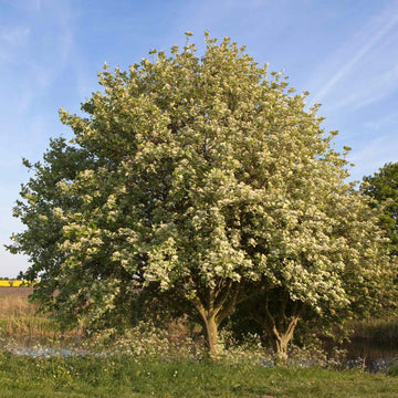Whitebeam Tree | Sorbus aria 'Lutescens'