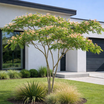 Albizia julibrissin 'Ombrella' en coupe cépée