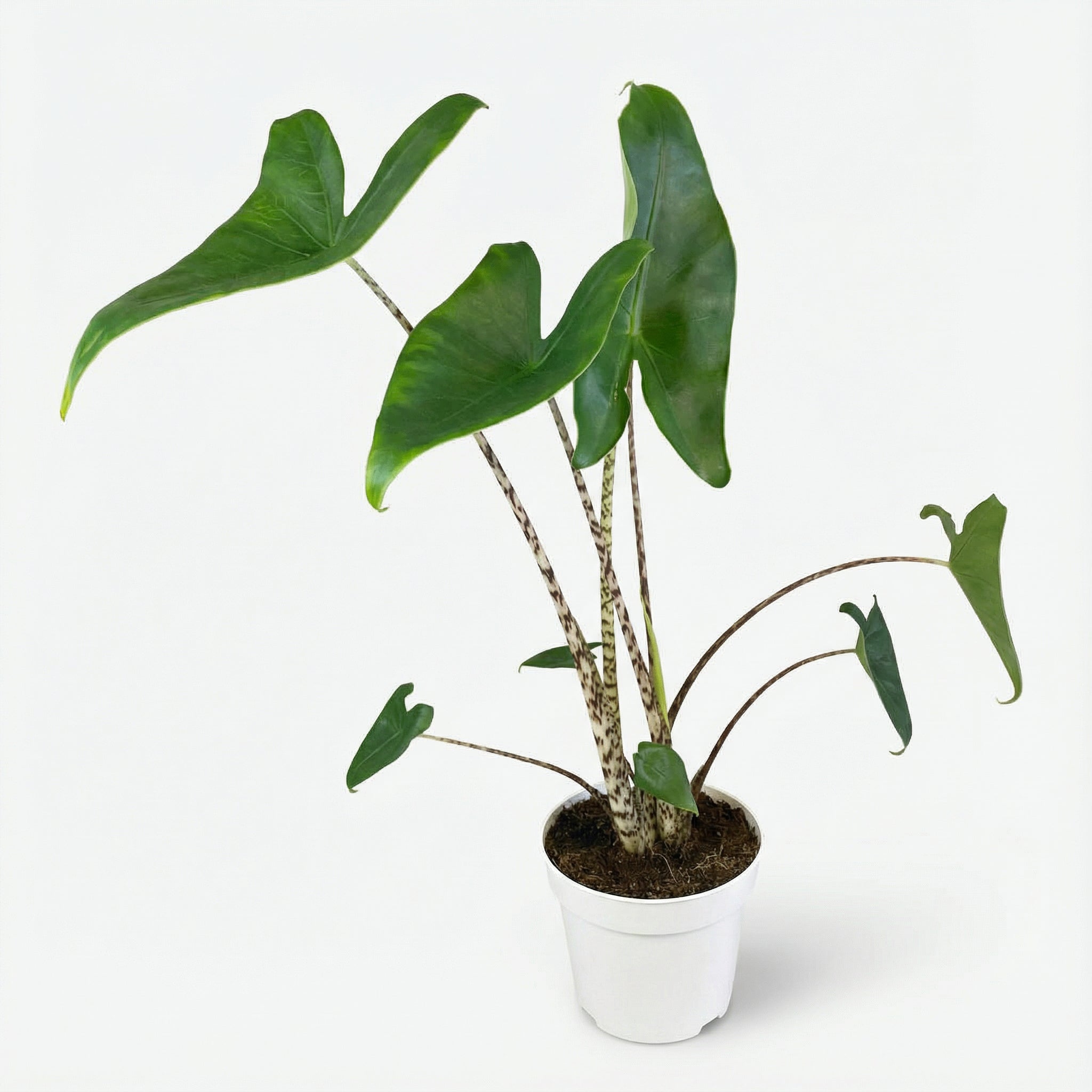 Alocasia Zebrina