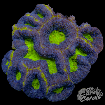 Ultra Acan Bowerbanki Colony 29