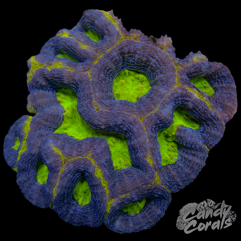 Ultra Acan Bowerbanki Colony 29