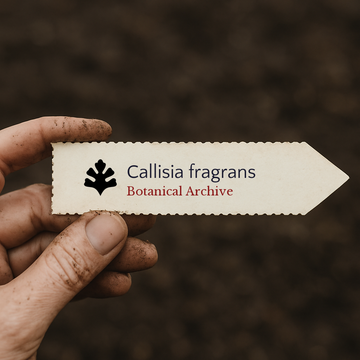 Printed plant label for Callisia fragrans held by dirty hand with soil background