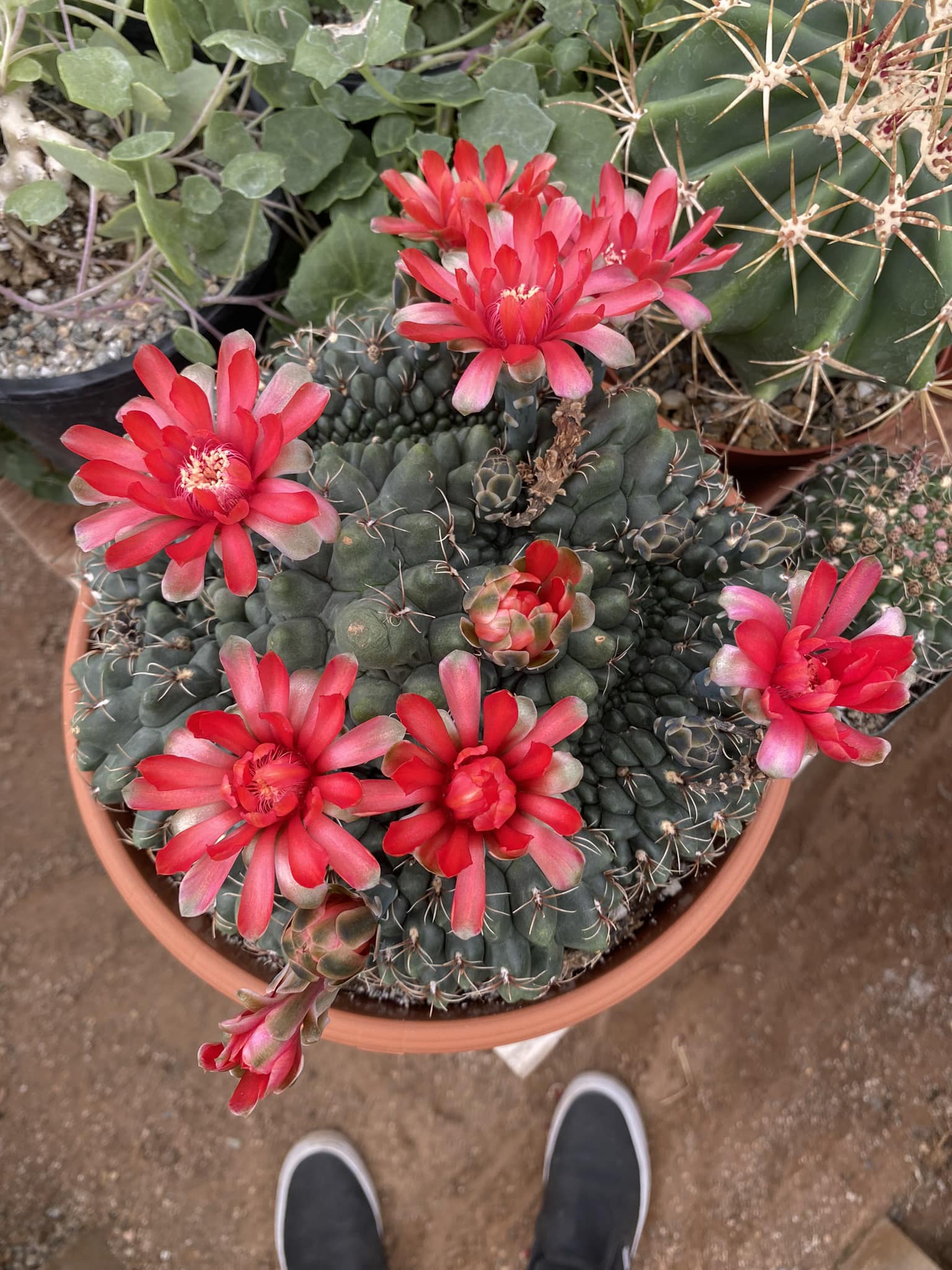 Cresta gymnocalycium baldianum mounstruoso