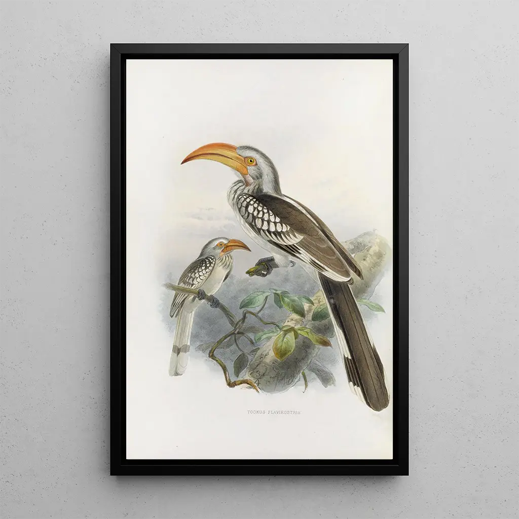Daniel Giraud Elliot - Tockus flavirostris.webp