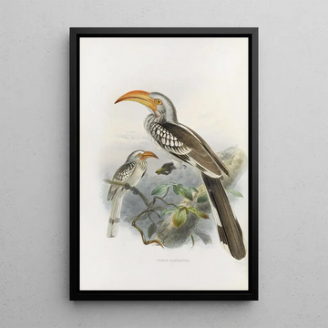 Daniel Giraud Elliot - Tockus flavirostris.webp