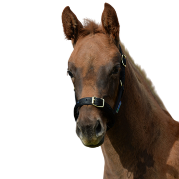 Bucas - Licol foal Dublin noir/ noir