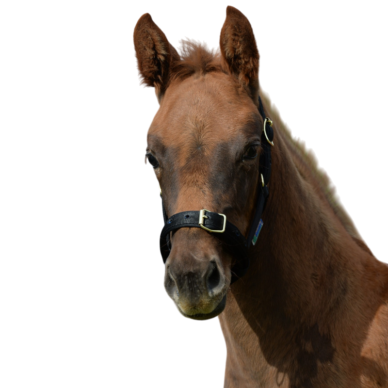 Bucas - Licol foal Dublin noir/ noir