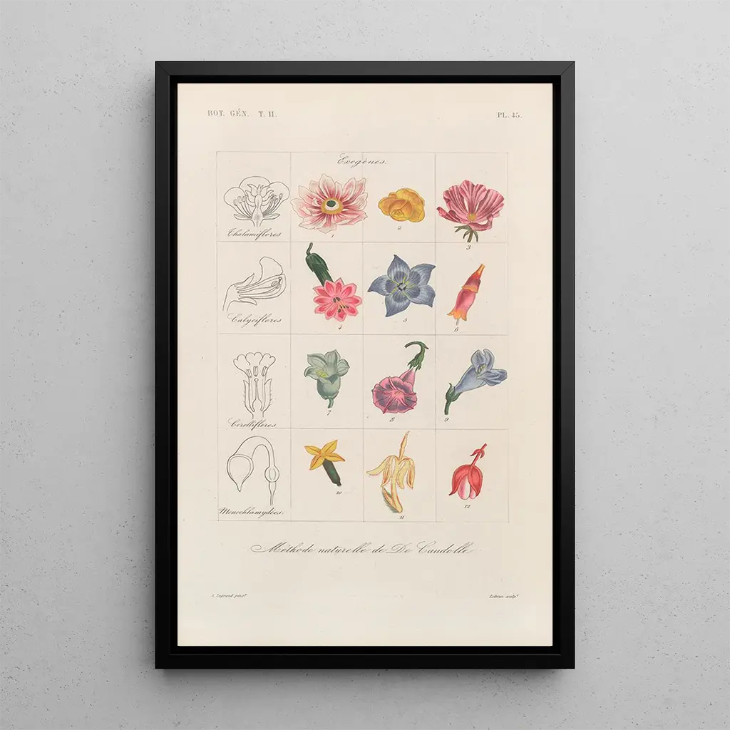 Franois Hrincq - Traite de botanique generale Pl096.webp