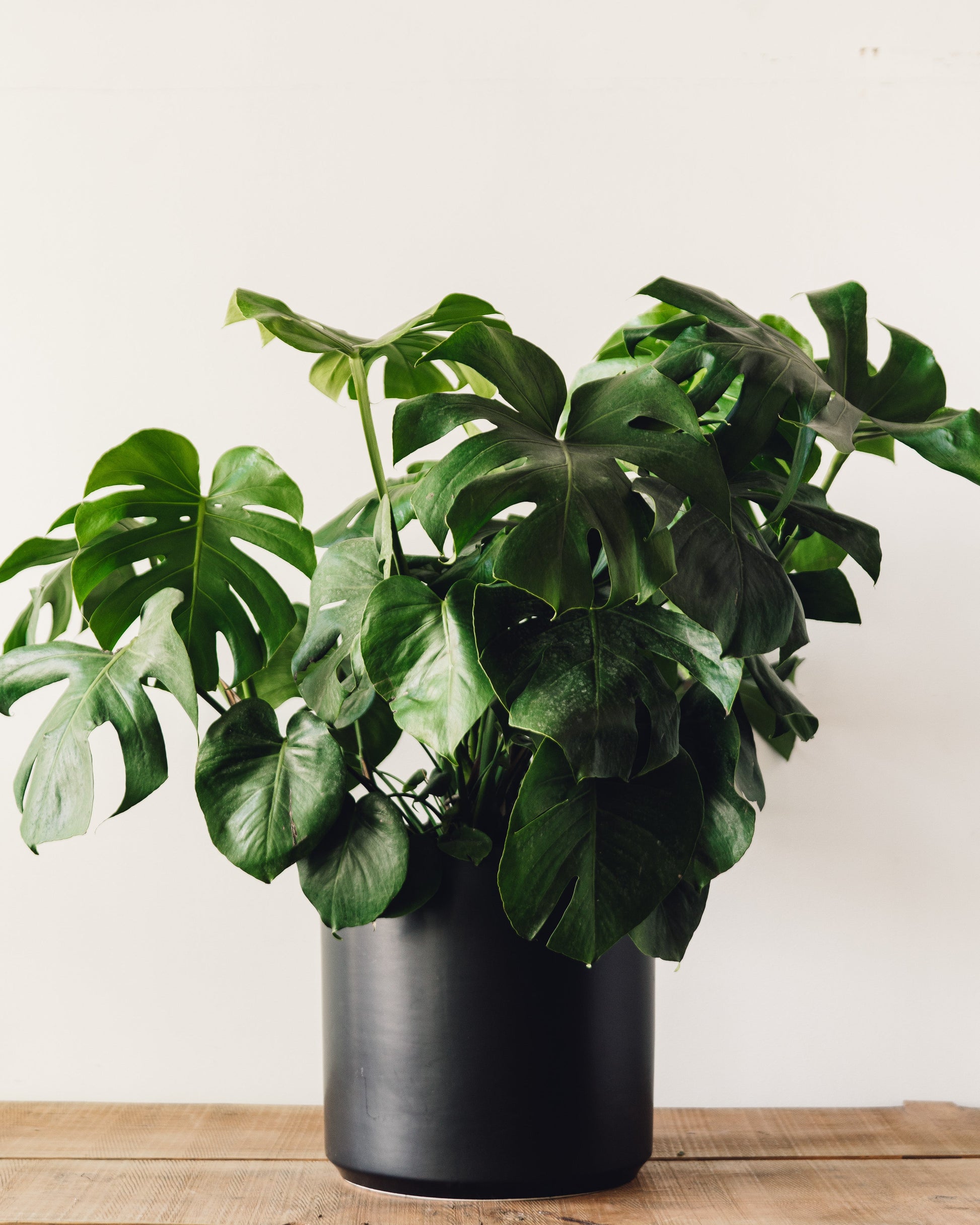 Monstera deliciosa, "Split Leaf Philodendron"