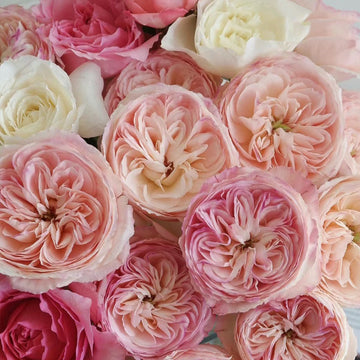 Tamaki Misora Japanese Florist Shrub Rose