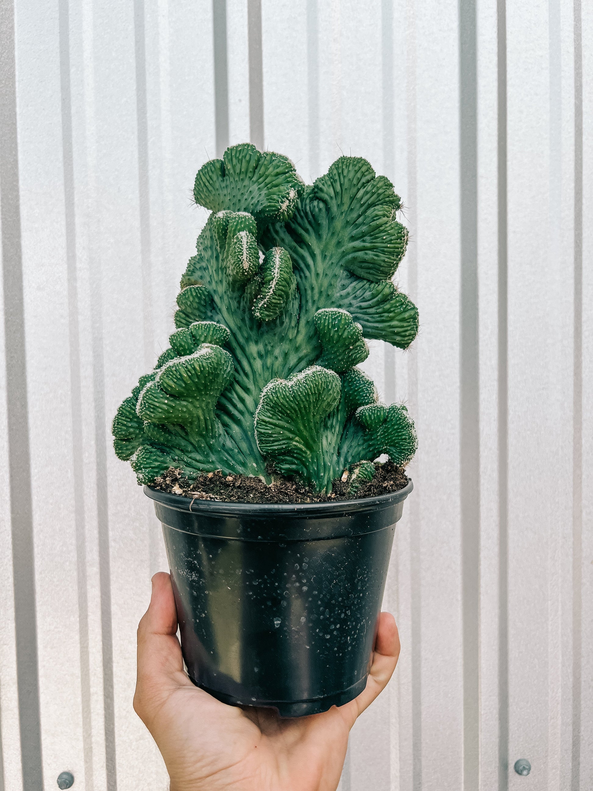 6" Cereus 'Green Coral Cactus'