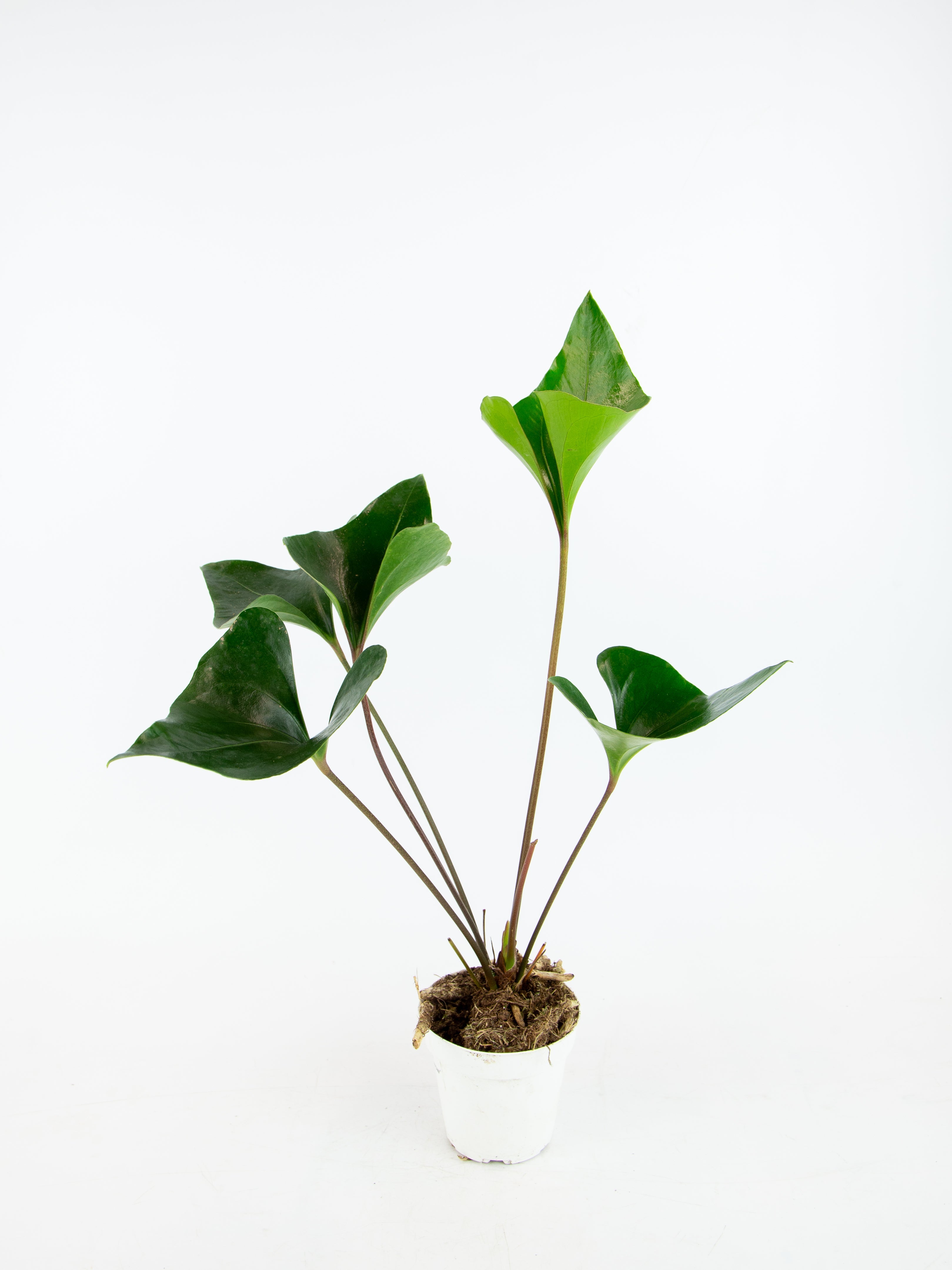 Anthurium 'Arrow'