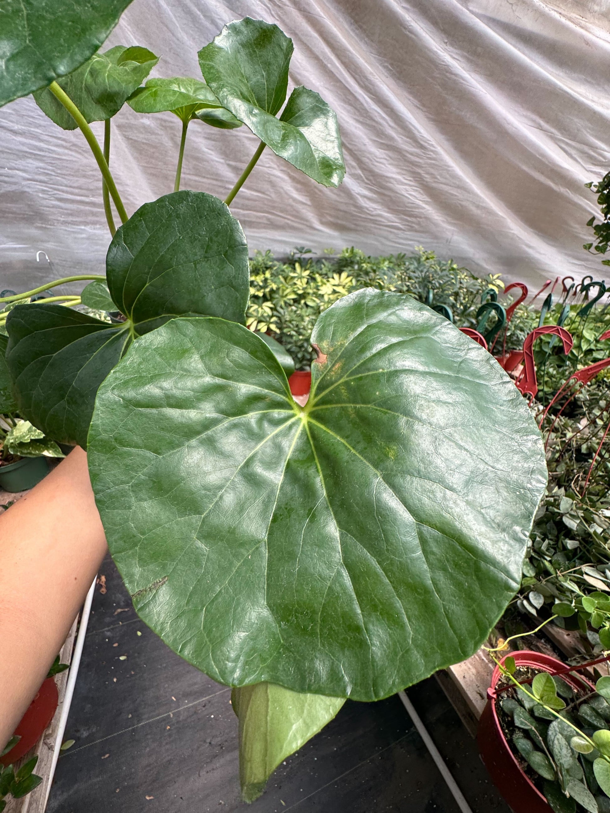 Farfugium Japonicum Leopard Plant with large round glossy leaves spotted in gold