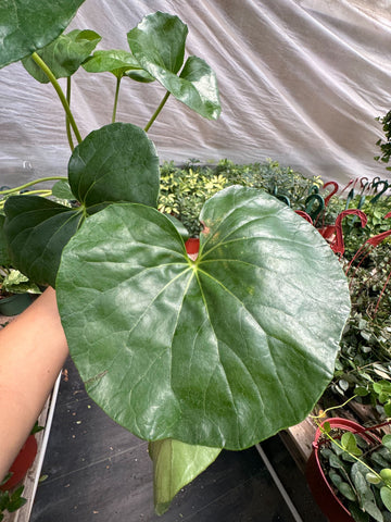 Farfugium Japonicum Leopard Plant with large round glossy leaves spotted in gold