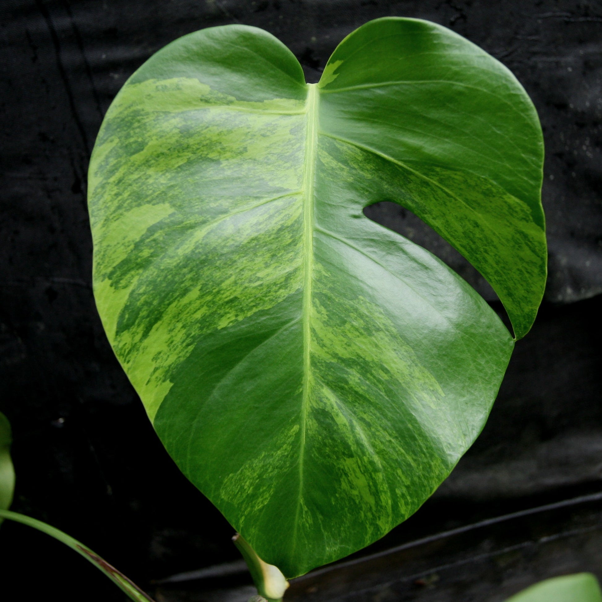 Monstera deliciosa aurea leaf with green and yellow variegation close up