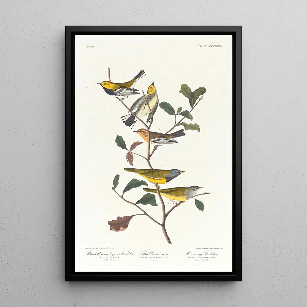 John James Audubon - Blackthroated green warbler Blackburnian W Mourning warbler.webp