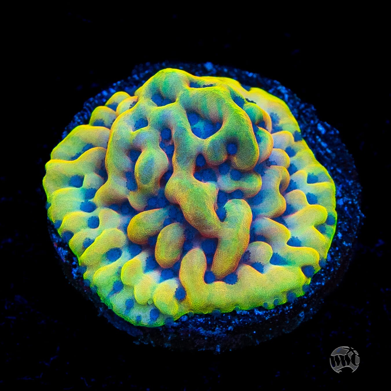 RR Crazy T Montipora