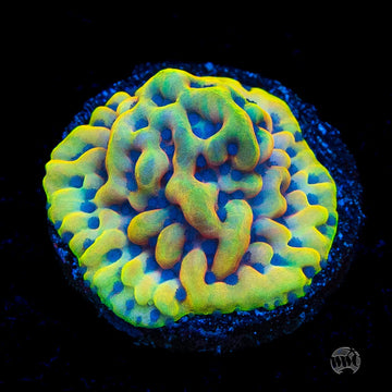 RR Crazy T Montipora