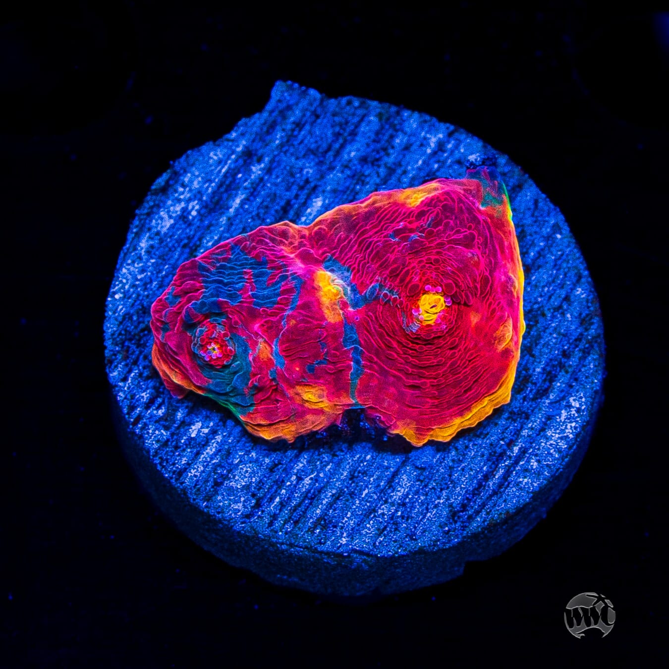 WWC Supa Fly Rainbow Chalice
