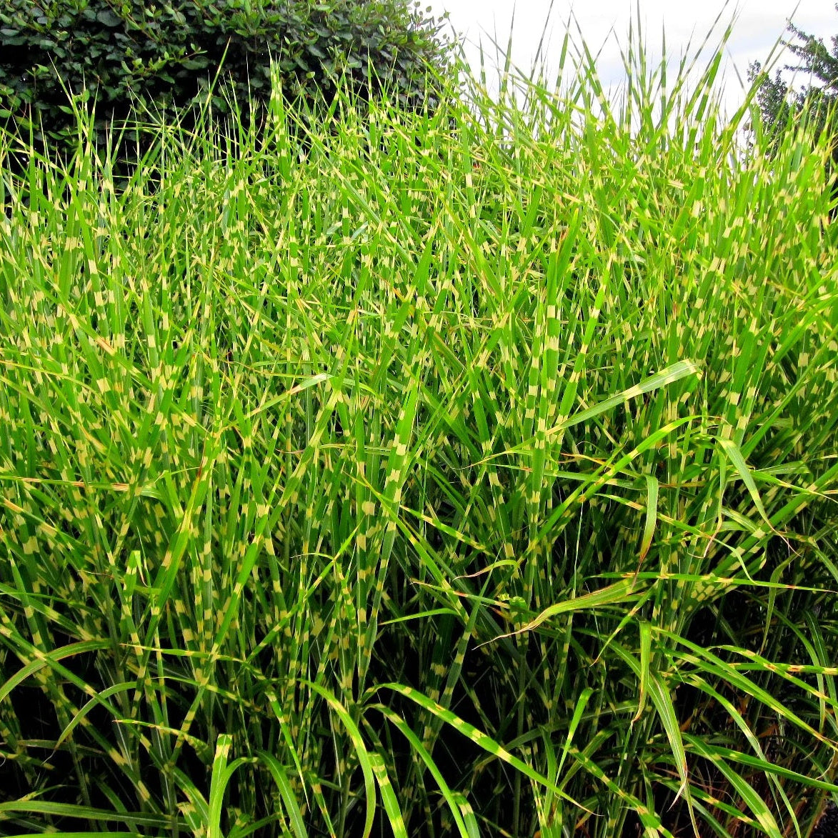 Little zebra Tall green grass swaying in the wind with a blurred background