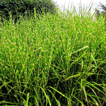 Little zebra Tall green grass swaying in the wind with a blurred background