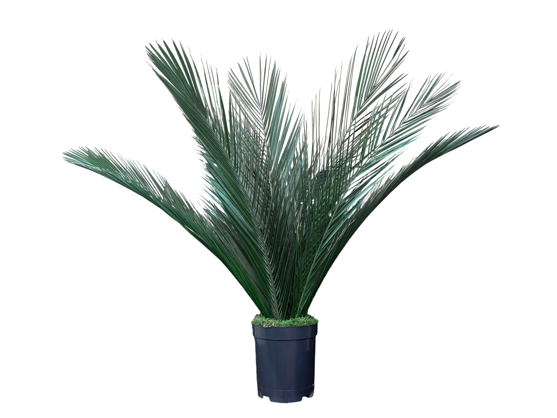 Plante naturelle stabilisée Pamier | Sans entretien | Naturall Green"