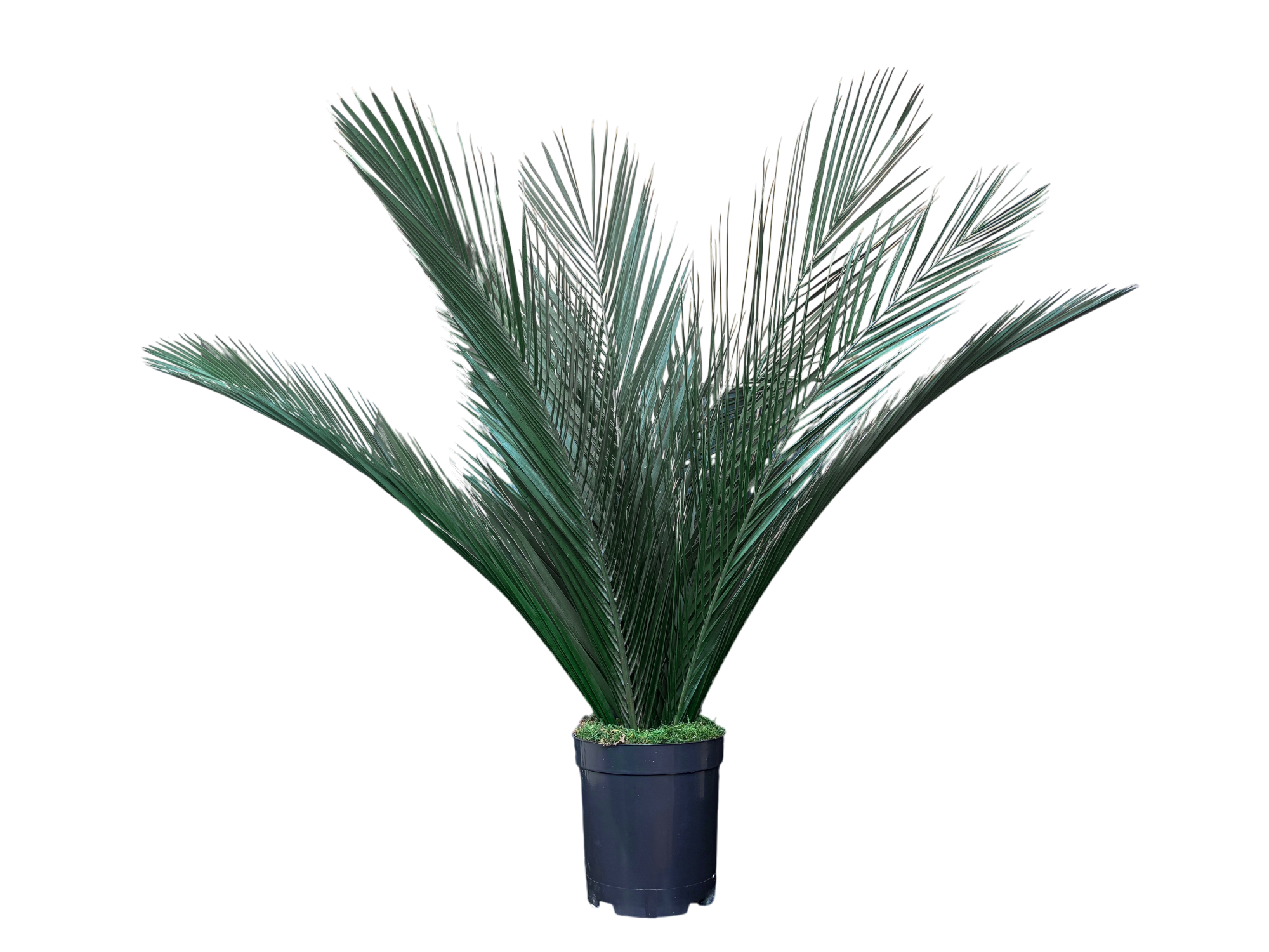 Plante naturelle stabilisée Pamier | Sans entretien | Naturall Green"