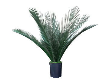 Plante naturelle stabilisée Pamier | Sans entretien | Naturall Green"