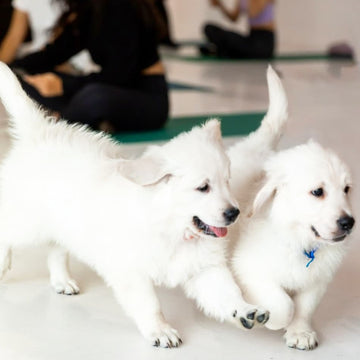 PUPPY YOGA LONDON - JUNE 14TH 2026 - GOLDEN RETRIEVERS - ANGEL