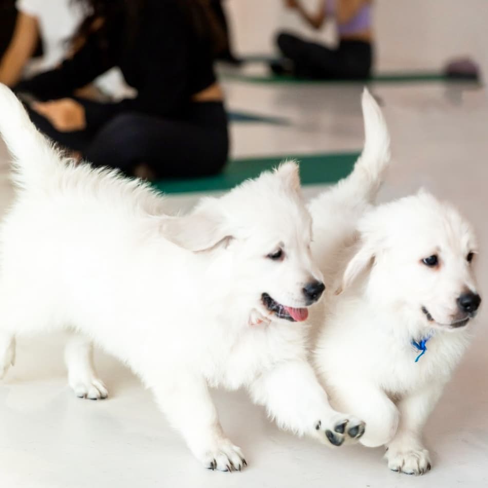 PUPPY YOGA LONDON - JUNE 14TH 2026 - GOLDEN RETRIEVERS - ANGEL