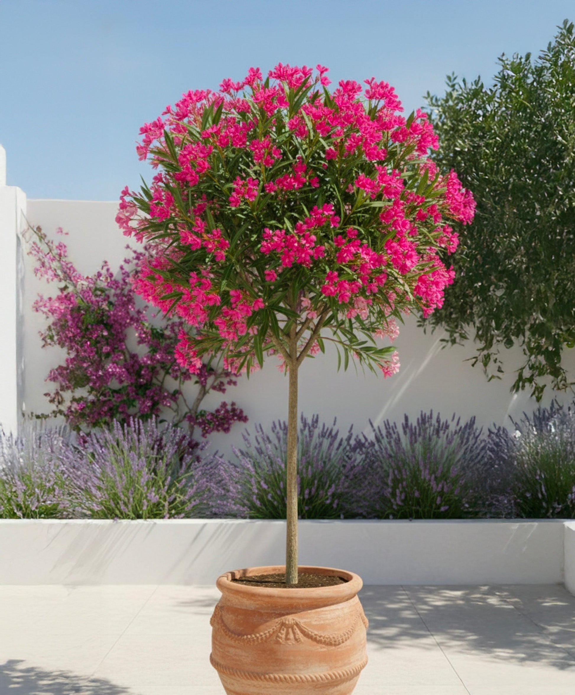 Laurier Rose en demi-tige
