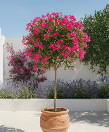 Laurier Rose en demi-tige