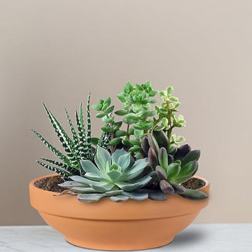 Terra cotta pot for cactus and succulents with green rosettes, spiky striped leaves, and drainage holes on a neutral background.