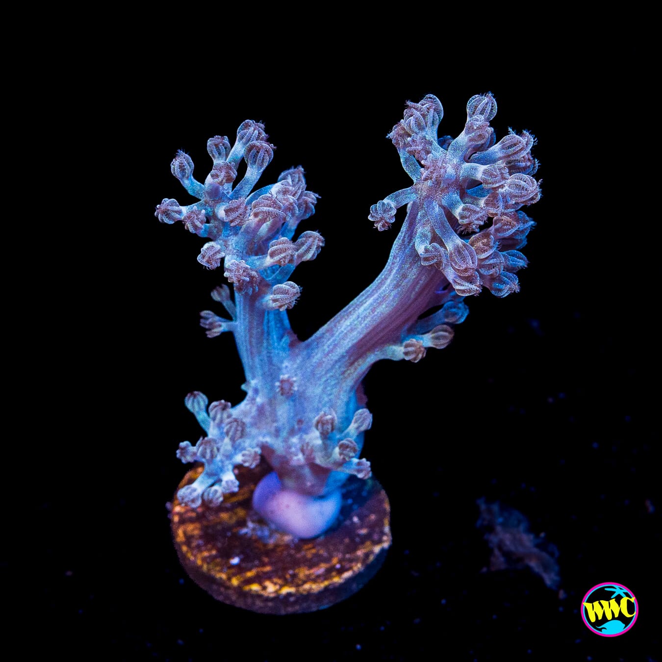 WWC Rainbow Sprinkles Cespitularia