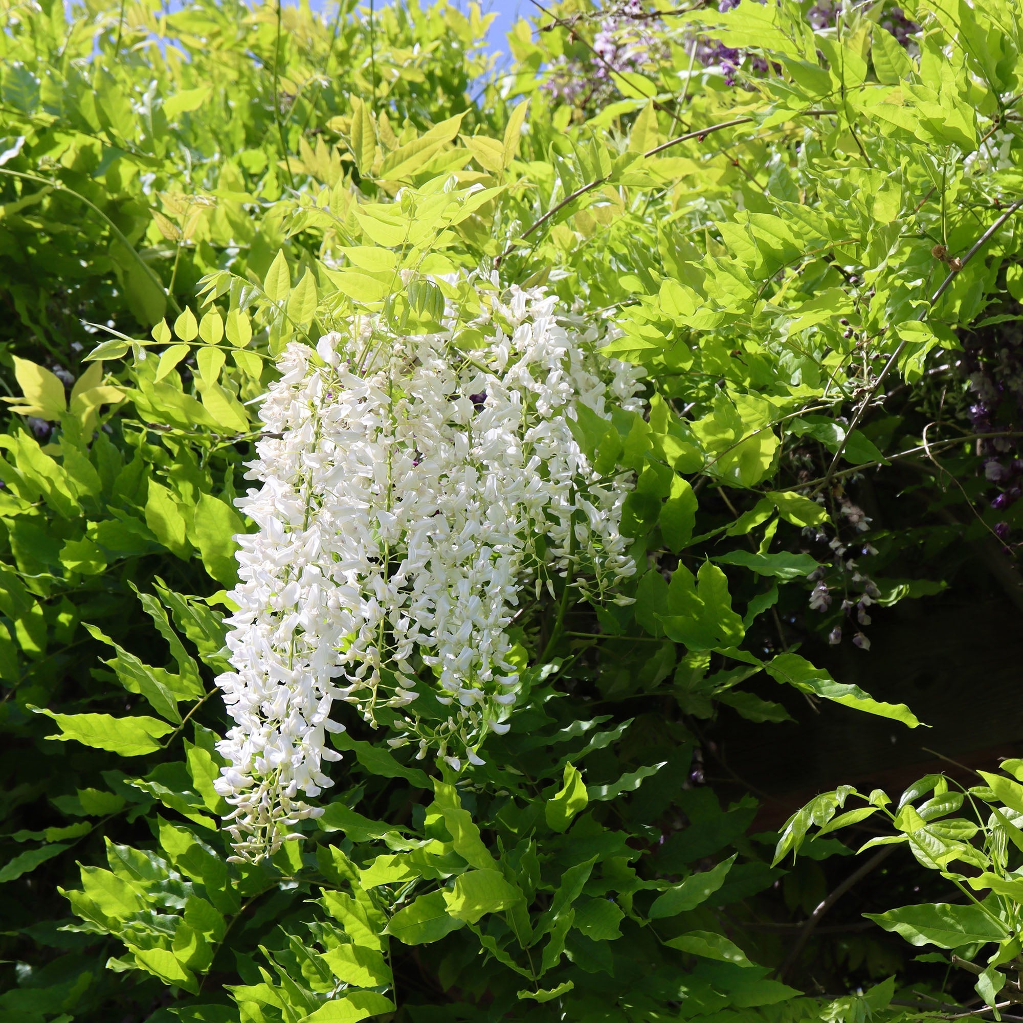 A White Wisteria Vine in full bloom, displaying cascading clusters of fragrant white flowers, with green leaves in the background.