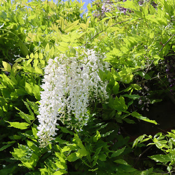 A White Wisteria Vine in full bloom, displaying cascading clusters of fragrant white flowers, with green leaves in the background.