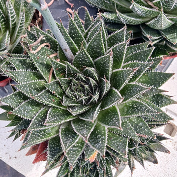 Aloe aristata