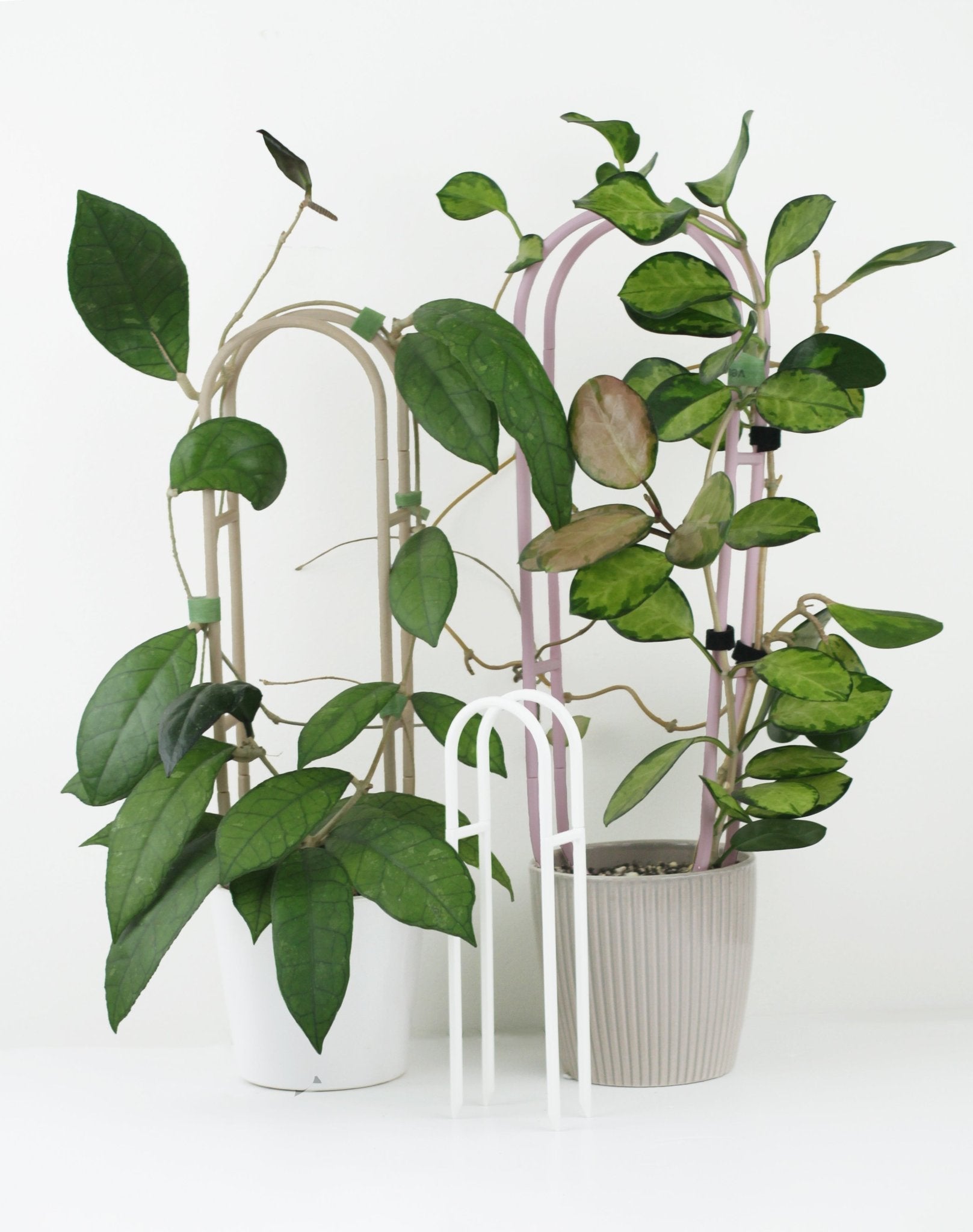 Modular indoor arbor trellis for hoya and pothos houseplants